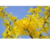 Форзиция Малыш (Forsythia  Maluch) С2
